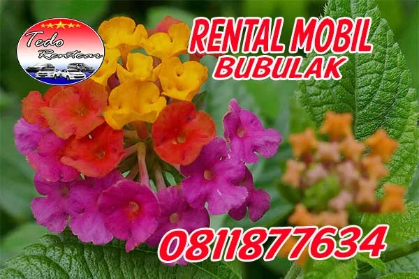 LAYANAN JASA SEWA RENTAL MOBIL BUBULAK BOGOR HARGA MURAH 24 JAM TERBAIK DAN TERDEKAT